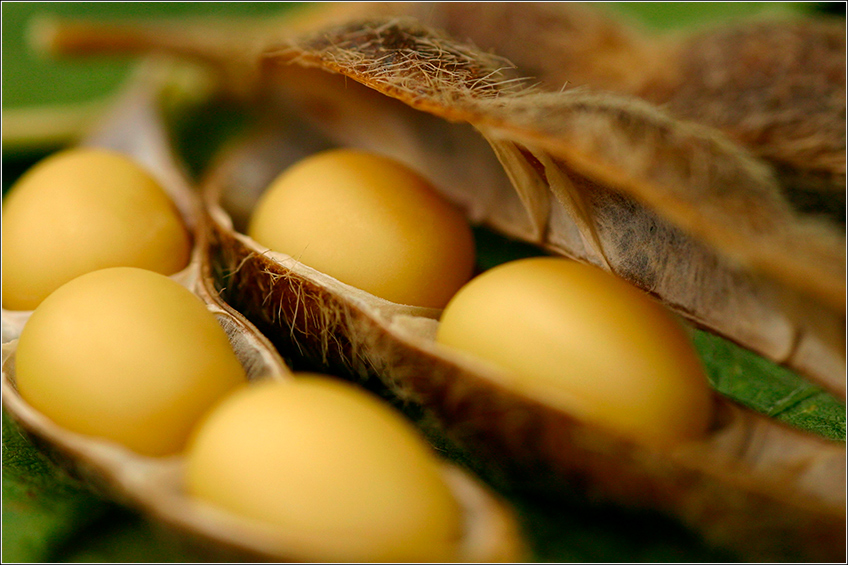 cepea esalq - Real Agro | Assessoria Agropecuária